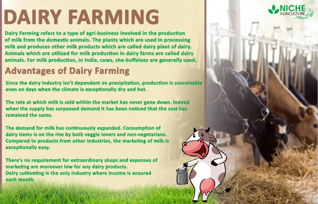 Advantages and Production of Dairy Farming in India