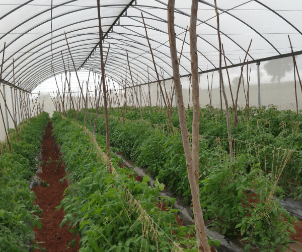 Organic farming as a business in india Niche Agriculture