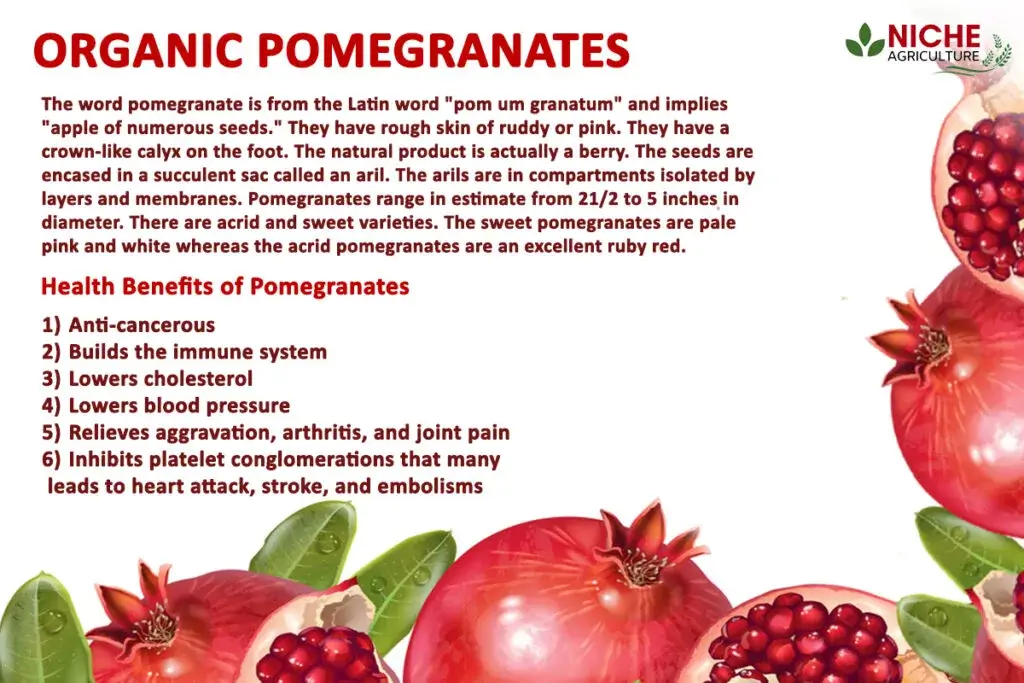 Organic Pomegranates Benefits & Advantages Pomegrante Juice