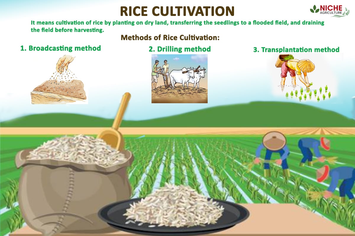 Rice Cultivation Rice The Staple Food Of India Niche Agriculture