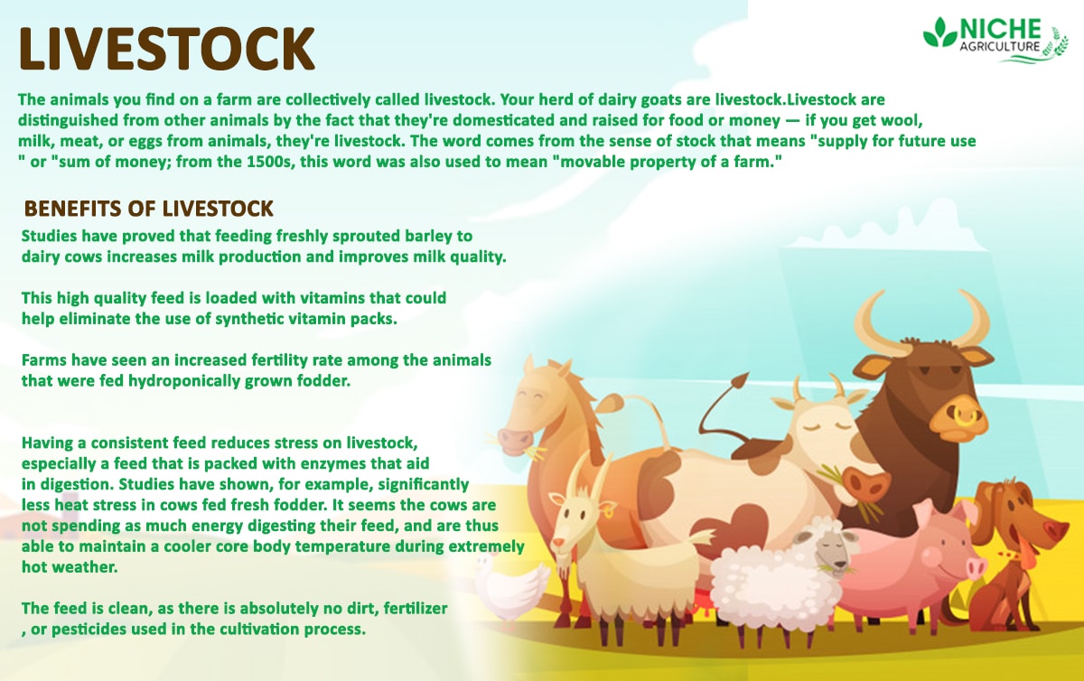 Livestock Vital part of the Indian Economy
