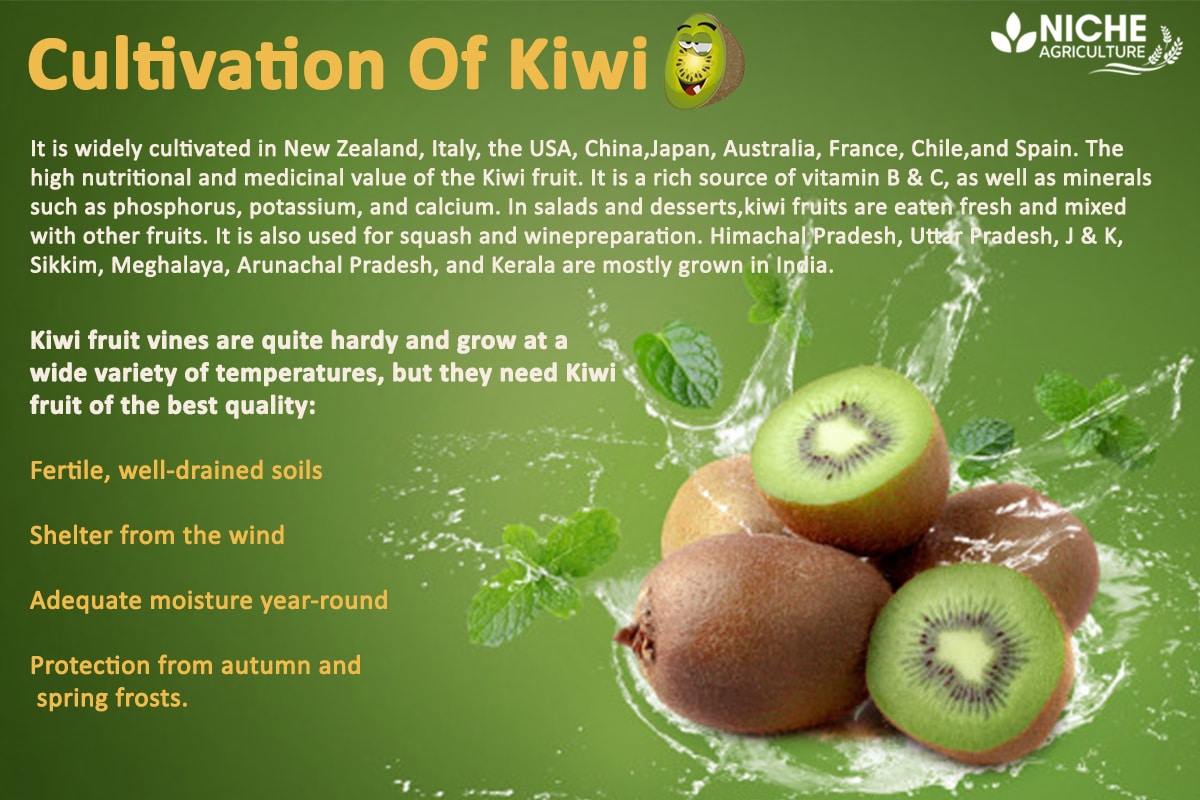 Kiwi Cultivation and Production of Kiwi in India Niche Agriculture