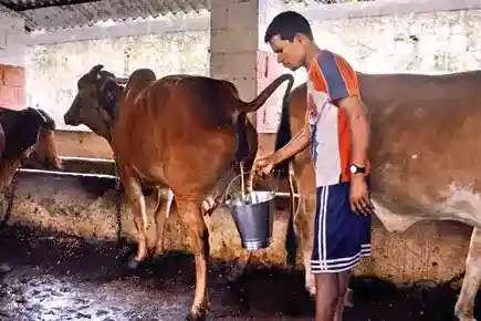 https://www.nicheagriculture.com/wp-content/uploads/2020/06/31-cow-urine_l.jpg