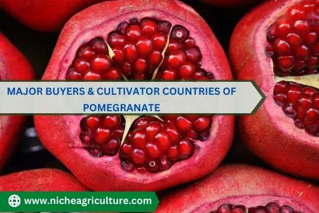 Major buyers & cultivator countries of pomegranate