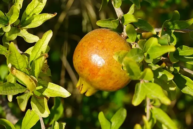 pomegranate cultivation