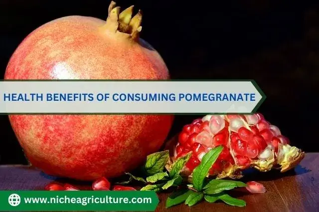Health Benefits of Consuming Pomegranate