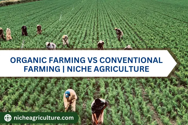 Organic Farming Vs Conventional Farming