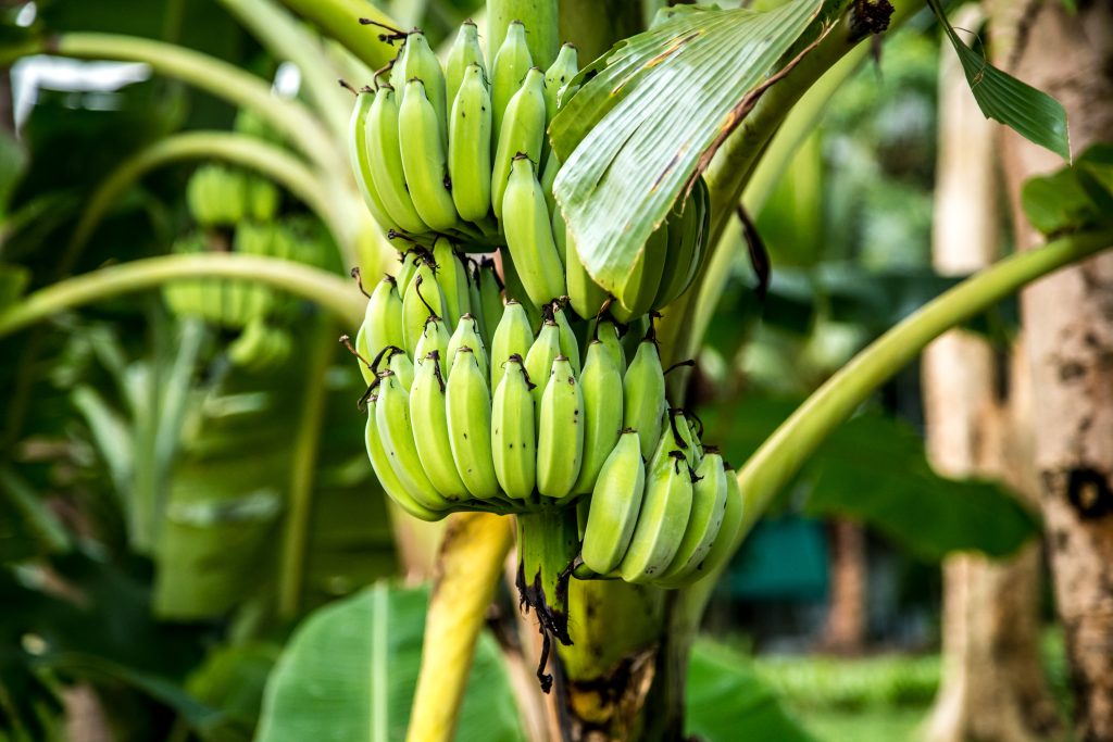 A guide to Robusta Banana farming in India