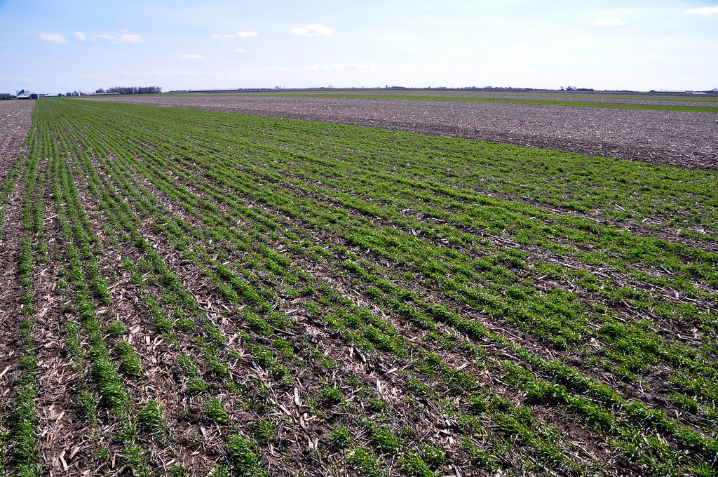 15 Common Cover Crop Cultivation Mistakes
