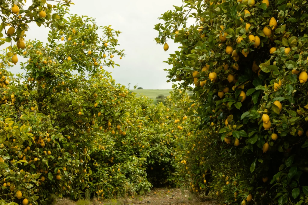 High-density Lemon Plantation: Benefits and Yields