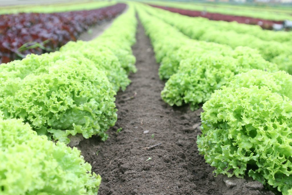 Organic Farming's Green Revolution
