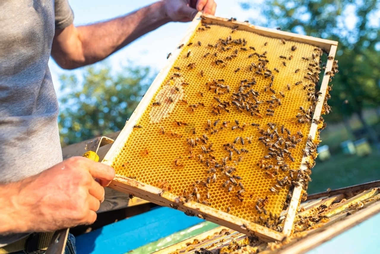 Beekeeping: Honeybees and Pollination in Agriculture