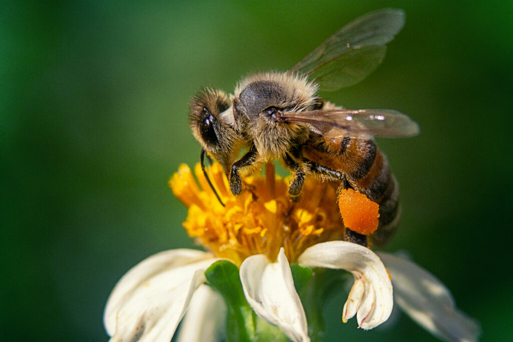 Buzzing Bees Bring Natural Pollination to Greenhouse Crops