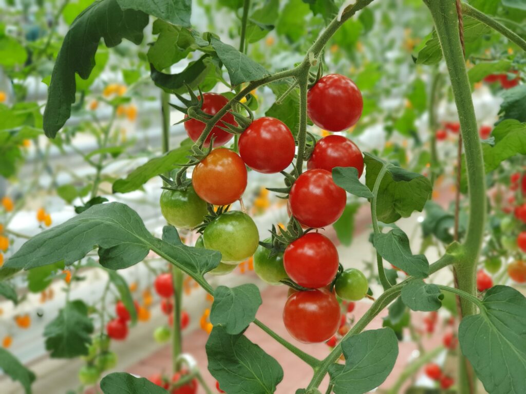 Best tomato yield in India