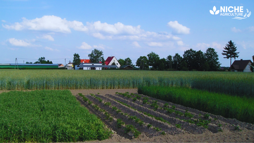 Three-Field System in Agriculture
