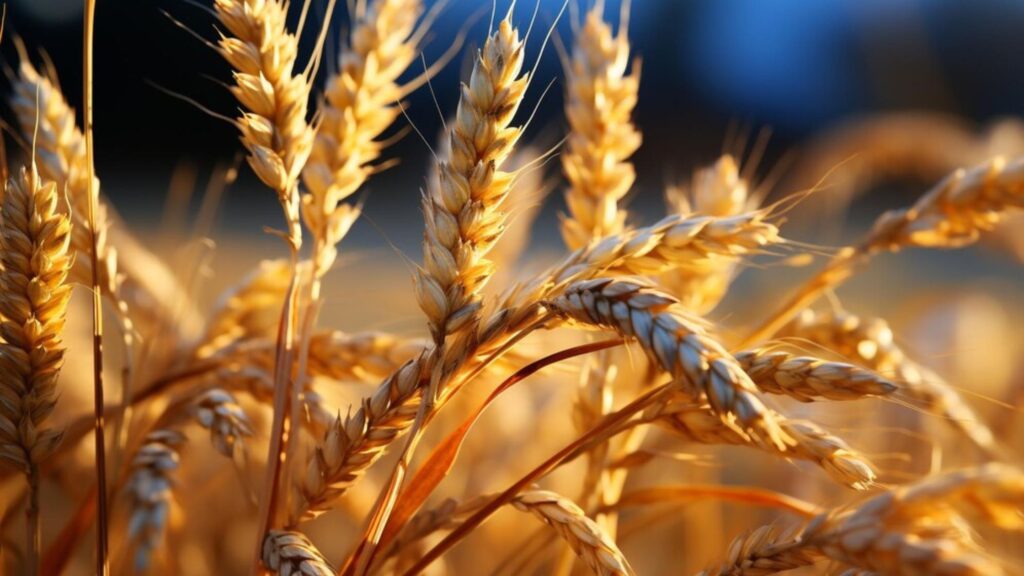 India 2024 Wheat Output