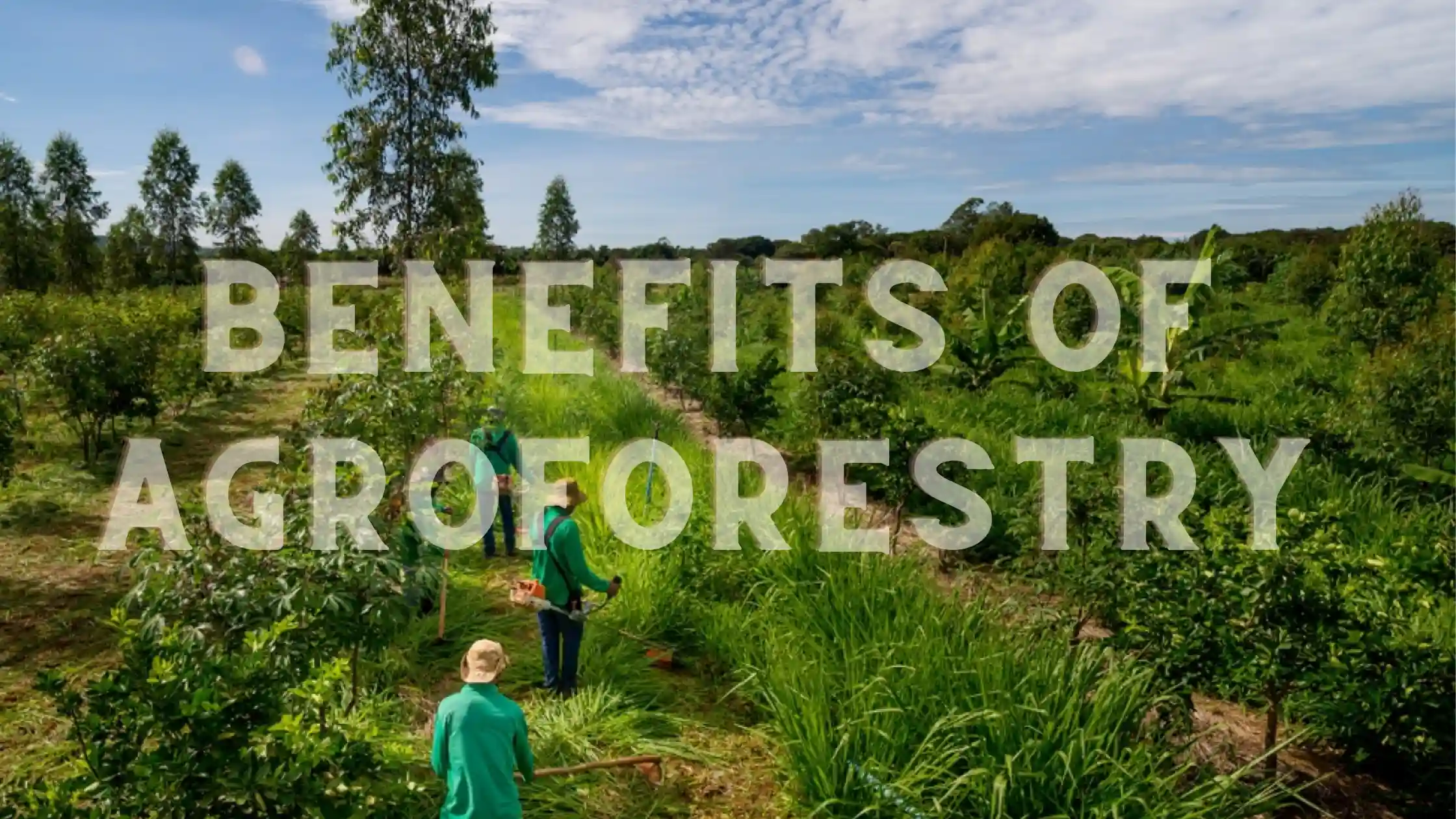Google boosting agroforestry efforts to help the atmosphere and farmer livelihoods.