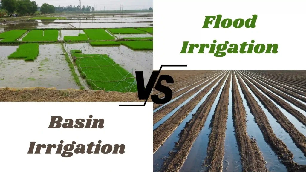 Understanding Irrigation Techniques Flood Irrigation Vs Basin 